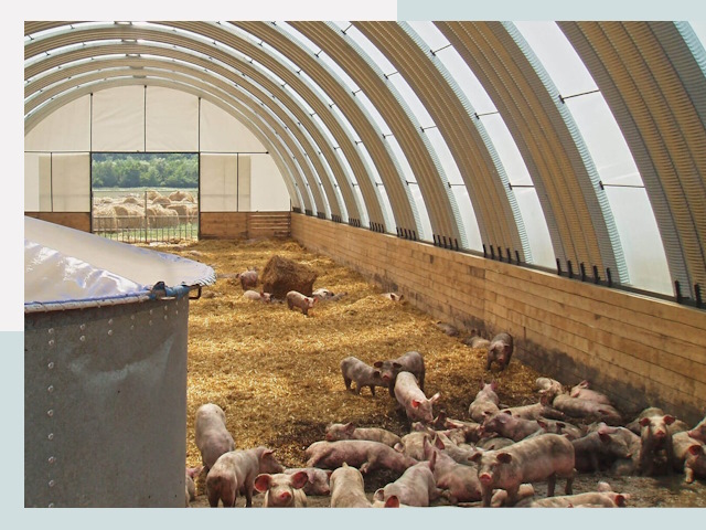 Строительство свинарников в Фрязино